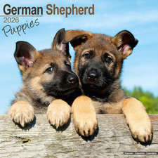 German Shepherd Puppies 2026