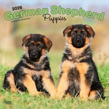 German Shepherd Puppies 2026