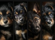 German Shepherd Puppy