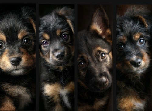 German shepherd puppy - german,