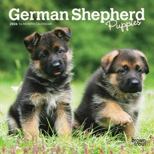 German Shepherd Puppies Mini