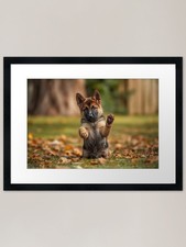 Playful German Shepherd Puppy