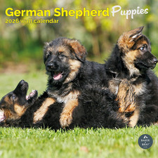 German Shepherd Puppies