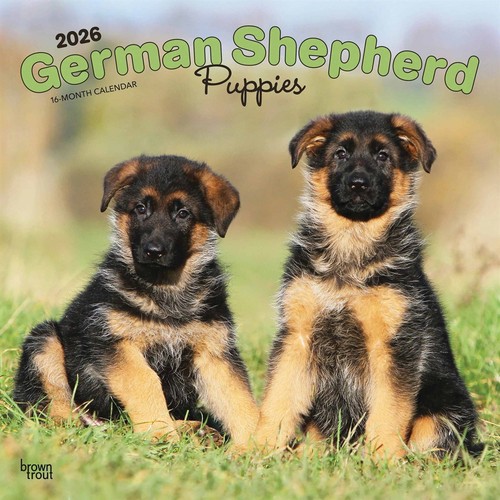 German shepherd puppies - shepherd,