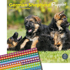 German Shepherd Puppies